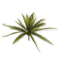 FERNS