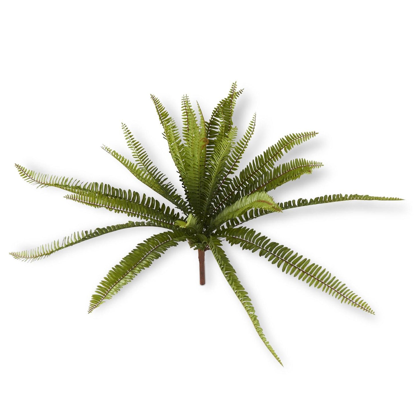 FERNS