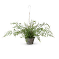 POTTED HANGING FERN